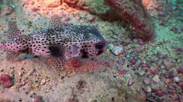 Puffer vak vissen Ostracion cubicus zwemt onder water op de zeebodem over rotsachtig rif. — Stockvideo