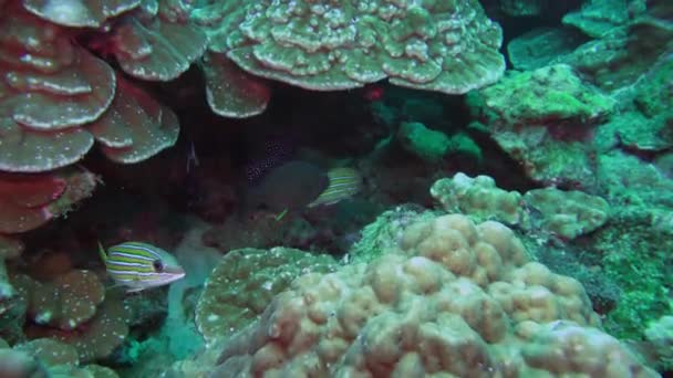 Schule gelb gestreifter Kaschmir-Schnapper-Ziegenfische schwimmt über felsiges Riff. — Stockvideo