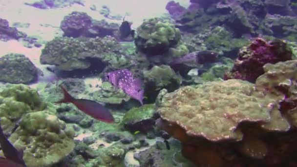 河豚框条 cubicus 水下游泳在海床上在礁石之上，. — 图库视频影像