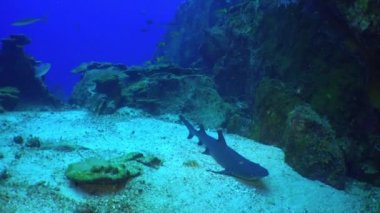 Whitetip resif köpekbalıkları kayalık resif yiyecek arıyor.