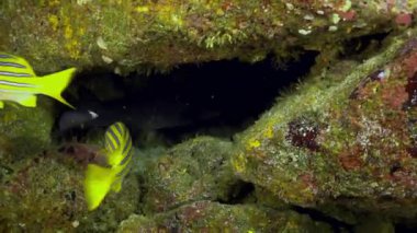 Resif köpekbalığı rocky resif ve sarı çizgili Keşmir balığı yiyecek bulmak.