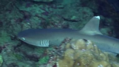 Whitetip resif köpekbalıkları kayalık resif yiyecek arıyor.
