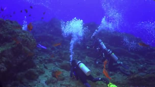 Dalgıç doğal deniz akvaryum sualtı deniz yatağı üzerinde balık sürüsü fener ile. — Stok video