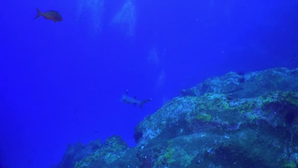 天然水族馆海底白鳍鲨群. — 图库视频影像
