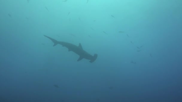 Hammerhead Shark swims in blue sea search of food. — Stock Video