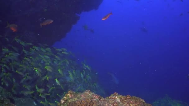 Tiburones de arrecife blanco escuela de peces en los fondos marinos submarinos de acuario natural. — Vídeo de stock