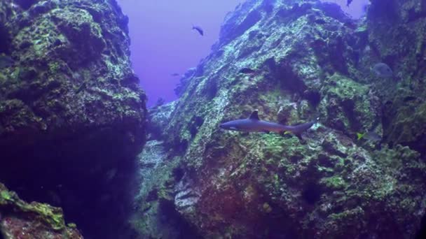 Whitetip reef sharks school of fish on underwater seabed of natural aquarium. — Stock Video