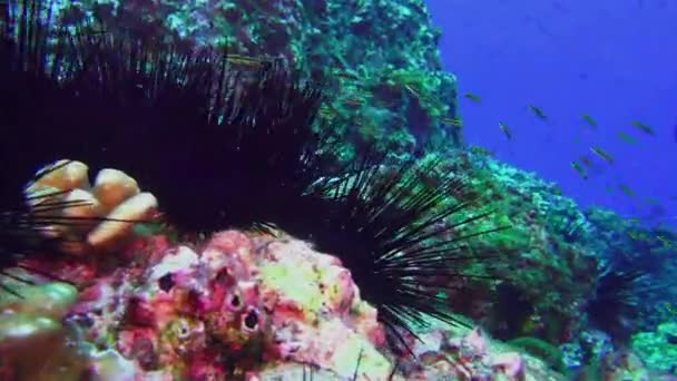 Escola de peixes e ouriço no fundo do mar subaquático do aquário natural . — Vídeo de Stock