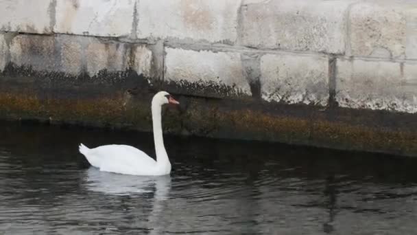 Lone white swan by stone wall of city river swims in loneliness. — Stock Video