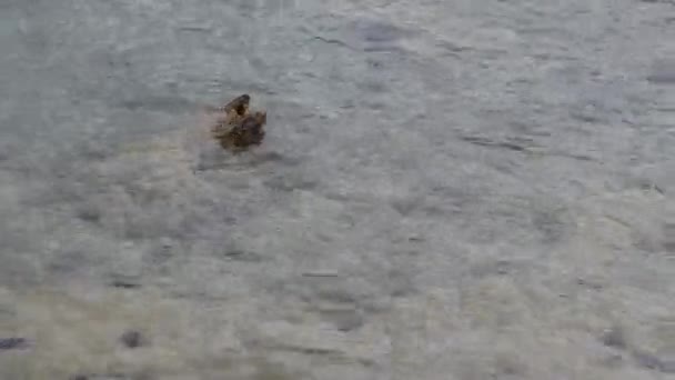 Chuva em pura superfície de água transparente de ondas de luz e rochas na costa do mar . — Vídeo de Stock