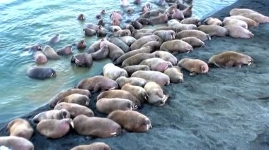 Rusya'da yeni dünya üzerindeki Arktik Okyanusu kıyısında walruses kalan grup.