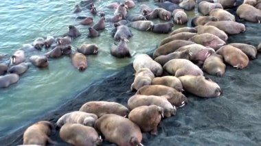 Rusya'da yeni dünya üzerindeki Arktik Okyanusu kıyısında walruses kalan grup.