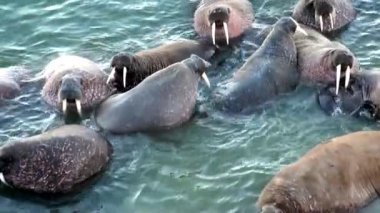 Arktik Okyanusu Rusya'da Yeni Dünya'nın suda walruses kalan grup.