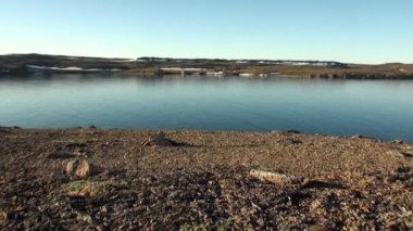 Yeni Dünya'Kuzey Buz Denizi Sahili ve yüzey su kar.