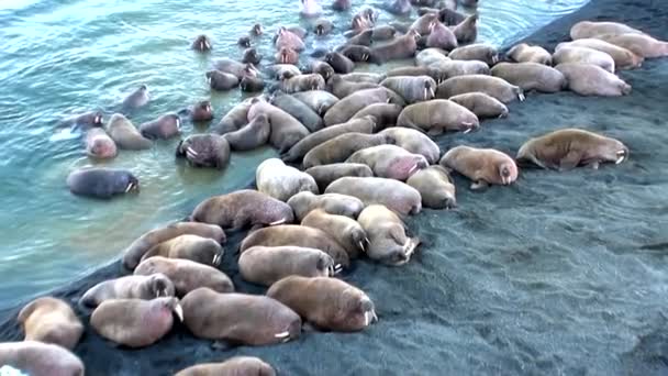 Groep van walrussen rust op de oevers van de Noordelijke IJszee op de nieuwe aarde in Rusland. — Stockvideo