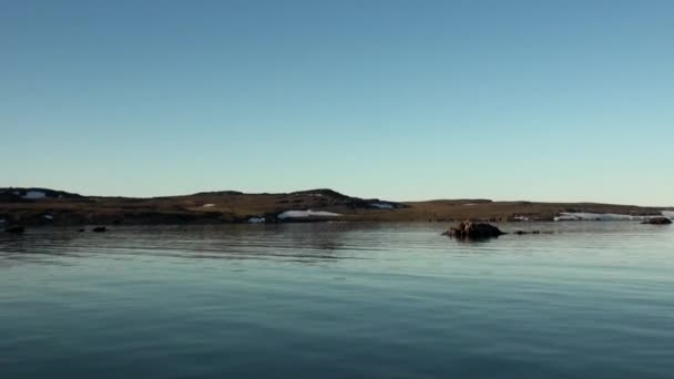 Nieve en la costa y aguas limpias superficiales del Océano Ártico en la Nueva Tierra . — Vídeos de Stock