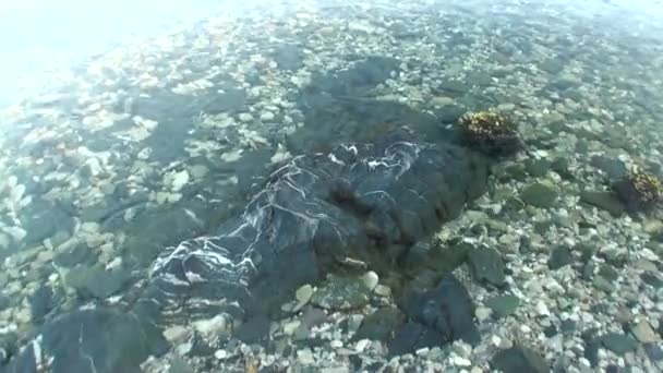 Vyčistěte čistou vodou Karského moře v divočině Severní ledový oceán nové země Vaigach. — Stock video