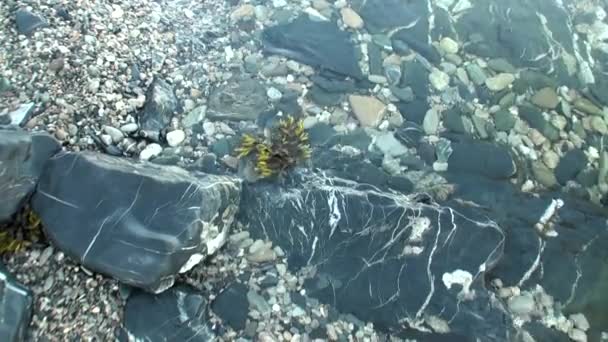 Schone heldere water van de Karazee in wildernis van Noordelijke IJszee nieuwe aarde Vaigach. — Stockvideo