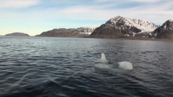 Pouštní pobřeží a vlny Severního ledového oceánu na pozadí hor v Svalbard. — Stock video