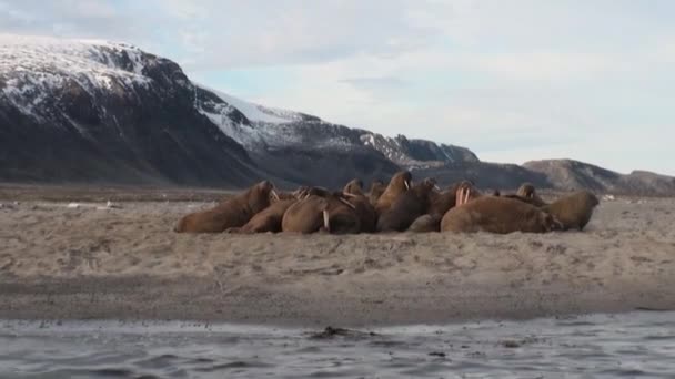 Walrus rookery op de kust van de Noordelijke IJszee in Svalbard. — Stockvideo