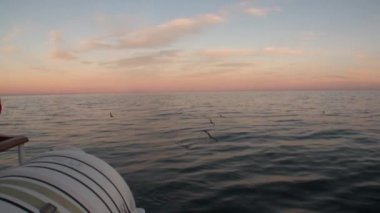 Su yüzeyi ve Arctic içinde tekneden ufuk görünümün arka planında kuşlarda.