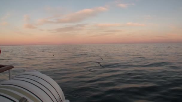 Wasseroberfläche und Vögel im Hintergrund der Horizontansicht vom Boot aus in der Arktis. — Stockvideo
