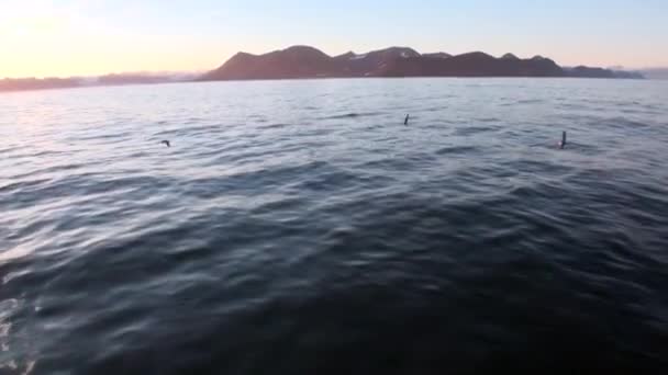 Fåglar och vattenytan på bakgrund av snö berg i norra ishavet. — Stockvideo