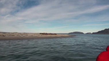 Mors rookery üzerinde sahil, Kuzey Buz Denizi Svalbard içinde.