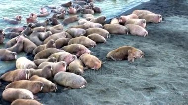 Rusya'da yeni dünya üzerindeki Arktik Okyanusu kıyısında walruses kalan grup.