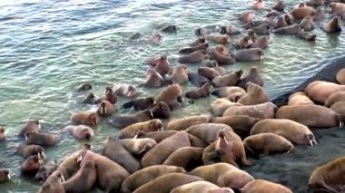 Rusya'da yeni dünya üzerindeki Arktik Okyanusu kıyısında walruses kalan grup.