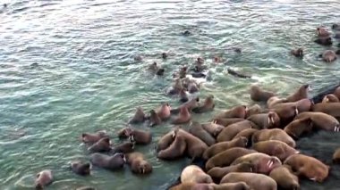 Rusya'da yeni dünya üzerindeki Arktik Okyanusu kıyısında walruses kalan grup.