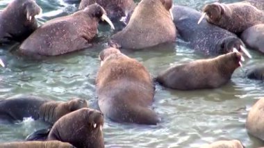 Arktik Okyanusu Rusya'da Yeni Dünya'nın suda walruses kalan grup.