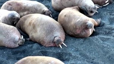 Rusya'da yeni dünya üzerindeki Arktik Okyanusu kıyısında walruses kalan grup.