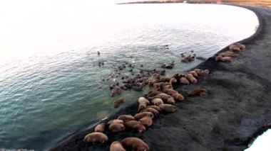 Rusya'da yeni dünya üzerindeki Arktik Okyanusu kıyısında walruses kalan grup.