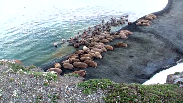 Groep van walrussen rust op de oevers van de Noordelijke IJszee op de nieuwe aarde in Rusland. — Stockvideo