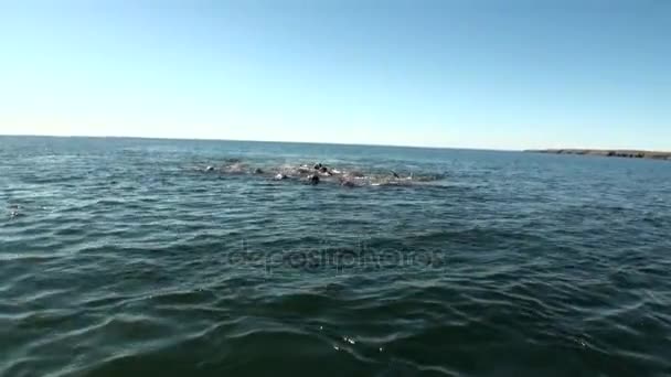 Grupo de morsas descansam na água do Oceano Ártico na Nova Terra na Rússia . — Vídeo de Stock