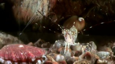 Deniz tarak yakın çekim sualtı deniz yatağı üzerinde.