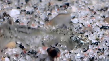 Gıda sualtı deniz dibinin beyaz deniz Rusya'nın arayışı içinde maskeli cam karides.