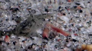 Karides ganimet gıda ve maskeli sualtı deniz dibinin beyaz deniz için kapmak.