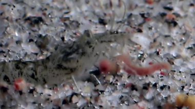 Karides ganimet gıda ve maskeli sualtı deniz dibinin beyaz deniz için kapmak.