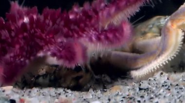 Kırmızı ve beyaz deniz yıldızı sualtı deniz dibinin üzerinde kapatın.