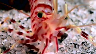 Kırmızı karides yiyecek aramaya sualtı maskeli beyaz deniz Rusya ile yakın çekim.