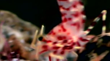 Kırmızı karides yemek sualtı deniz dibinin beyaz deniz Rusya'nın arayışı içinde maskeli.