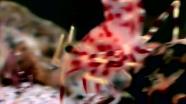 Kırmızı karides yiyecek aramaya sualtı maskeli beyaz deniz Rusya ile yakın çekim.