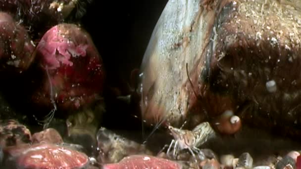 Lasi katkarapuja naamioitu etsimään ruokaa vedenalainen merenpohja Vienanmeren Venäjä . — kuvapankkivideo