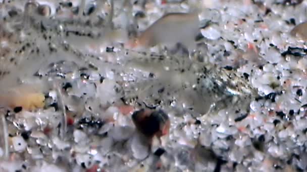 Camarones de vidrio enmascarados en busca de alimentos fondo marino submarino del Mar Blanco Rusia . — Vídeo de stock