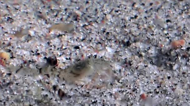 Gıda sualtı deniz dibinin beyaz deniz Rusya'nın arayışı içinde maskeli cam karides. — Stok video