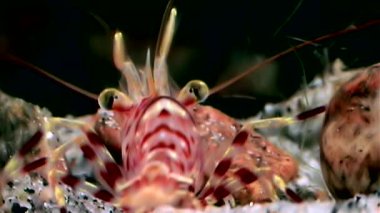 Kırmızı karides yemek sualtı deniz dibinin beyaz deniz Rusya'nın arayışı içinde maskeli.