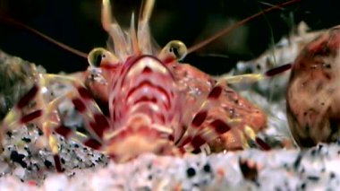 Kırmızı karides yiyecek aramaya sualtı maskeli beyaz deniz Rusya ile yakın çekim.