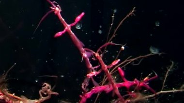 İskelet Kızıldeniz keçi Caprellidae siyah arka plan üzerinde su altında beyaz deniz.